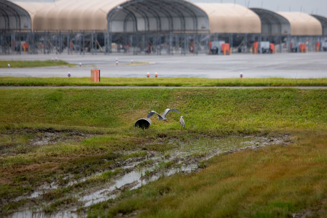 A pair of egrets fly away after being deterred during a Bird/Wildlife Aircraft Strike Hazard patrol of the flightline at Marine Corps Air Station Iwakuni, Japan, Oct. 3, 2025. The MCAS Iwakuni BASH program is designed to keep runways and the surrounding area free of any wildlife that could pose a threat to daily flight operations. (U.S. Marine Corps photo by Sgt. Randall Whiteman)