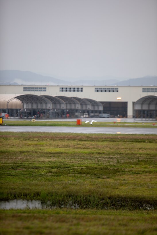 A lone egret flies away from a runway after being deterred during a Bird/Wildlife Aircraft Strike Hazard patrol of the flightline at Marine Corps Air Station Iwakuni, Japan, Oct. 3, 2025. The MCAS Iwakuni BASH program is designed to keep runways and the surrounding area free of any wildlife that could pose a threat to daily flight operations. (U.S. Marine Corps photo by Sgt. Randall Whiteman)