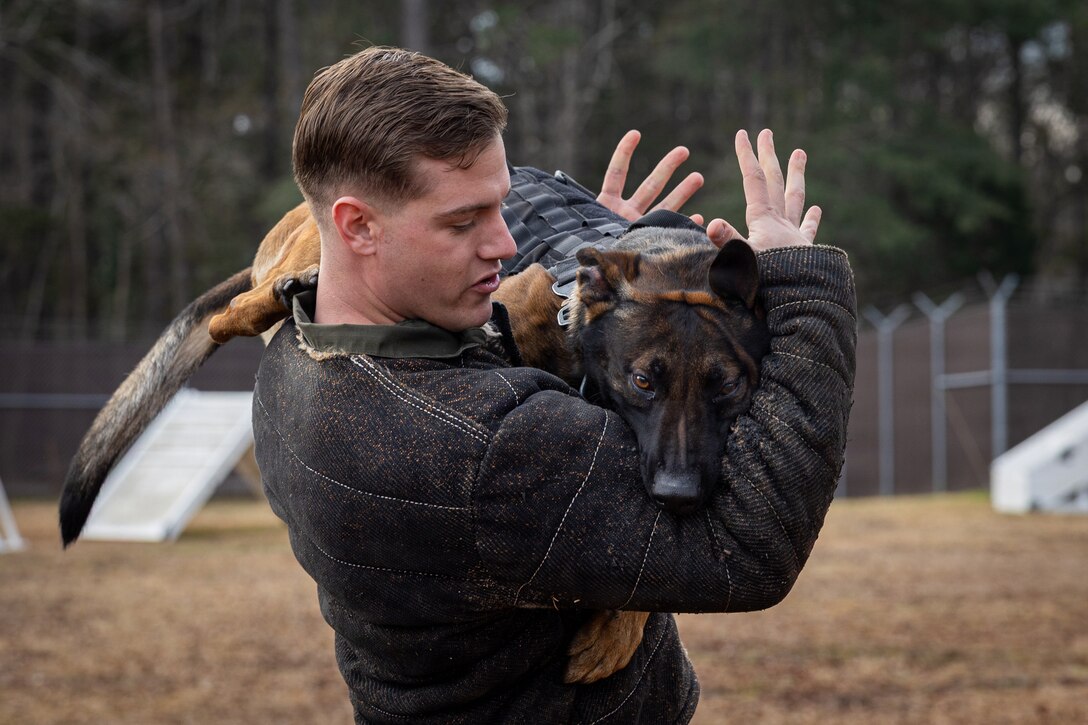 U.S. Marine Corps Sgt. Andrew Sanderson, a military working dog trainer assigned to Headquarters and Headquarters Squadron, trains with Kkorak, a military working dog, at Marine Corps Air Station Cherry Point, at MCAS Cherry Point, North Carolina, Jan. 14, 2026. A military working dog trainer is responsible for developing, conditioning, and certifying K-9 teams to ensure they are mission ready for detection, patrols, and combat operations. (U.S. Marine Corps photo by Cpl. Casey Ornelas)