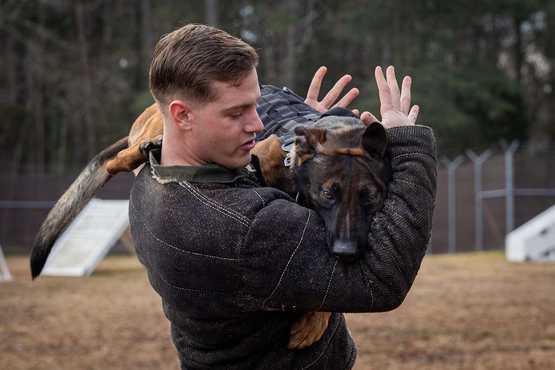 U.S. Marine Corps Sgt. Andrew Sanderson, a military working dog trainer assigned to Headquarters and Headquarters Squadron, trains with Kkorak, a military working dog, at Marine Corps Air Station Cherry Point, at MCAS Cherry Point, North Carolina, Jan. 14, 2026. A military working dog trainer is responsible for developing, conditioning, and certifying K-9 teams to ensure they are mission ready for detection, patrols, and combat operations. (U.S. Marine Corps photo by Cpl. Casey Ornelas)