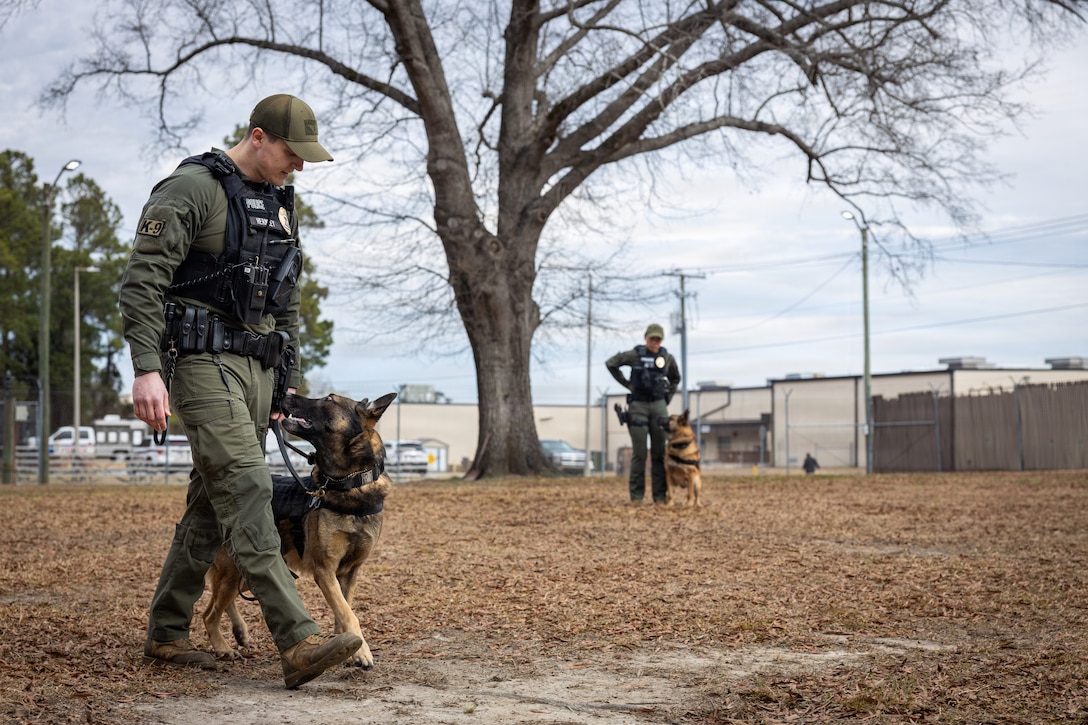Officer Brenden Hernley, a military working dog handler, Headquarters and Headquarters Squadron, Marine Corps Air Station Cherry Point, trains with his military working dog, Teo, at MCAS Cherry Point, North Carolina, Jan. 14, 2026. Military working dog handlers are responsible for handling, training, and employing K-9s to detect explosives, narcotics, and threats in operational environments. (U.S. Marine Corps photo by Cpl. Casey Ornelas)