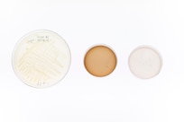 Microbial samples for the Melanized Microbes for Multiple Uses in Space experiment sit on display in Washington, D.C., Jan. 9, 2026. U.S. Naval Research Laboratory scientists participated in the experiment and sent samples aboard the International Space Station to investigate how microgravity affects microbial metabolism and biomaterial production. (U.S. Navy photo by Sarah Peterson)