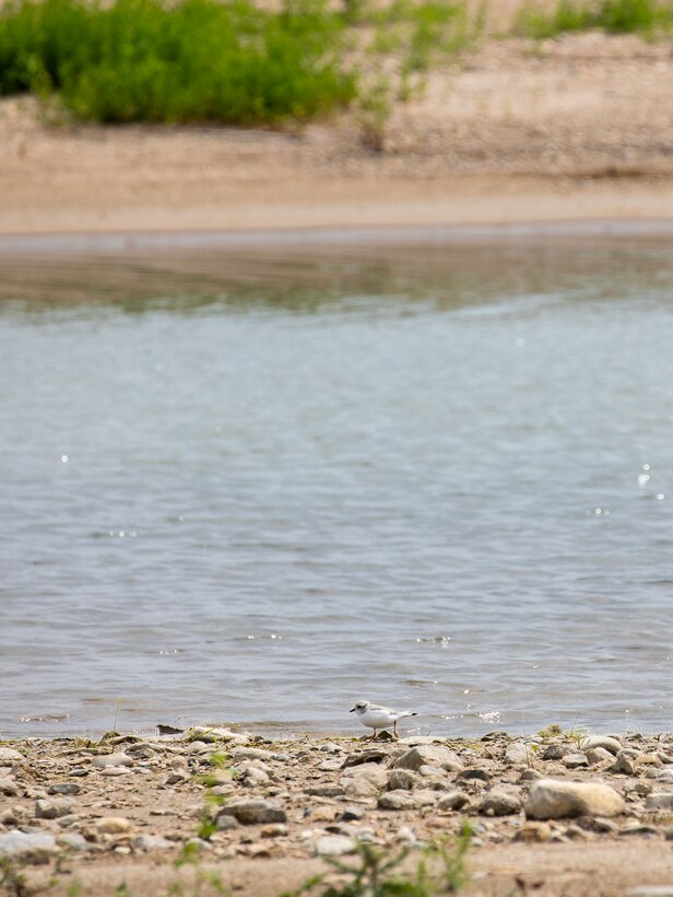 A photo of a Northern Great Plains Piping Plover along the shoreline of an island in Lake Sakakawea, North Dakota, July 17, 2025.