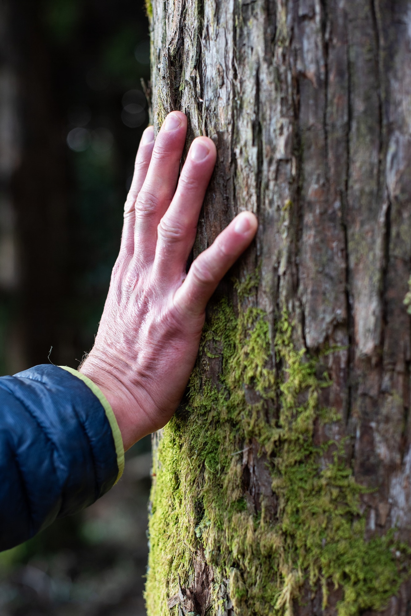 U.S. Air Force Capt. Mark Bradshaw, 18th Operations Group chaplain, touches a moss-covered cedar along the Kumano Kodo trail in Wakayama Prefecture, Japan, Dec. 4–9, 2025.