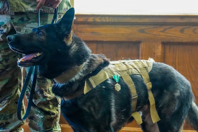 A German shepherd stands with his mouth open next to a man dressed in a camouflage military uniform holding a leash. The dog has a medal pinned to a harness around his body.