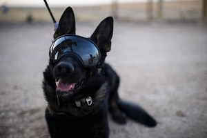 A German shepherd military working dog wearing goggles sits in the dirt with his mouth open. There is a leash coming off the back of the dog that goes out of the frame.