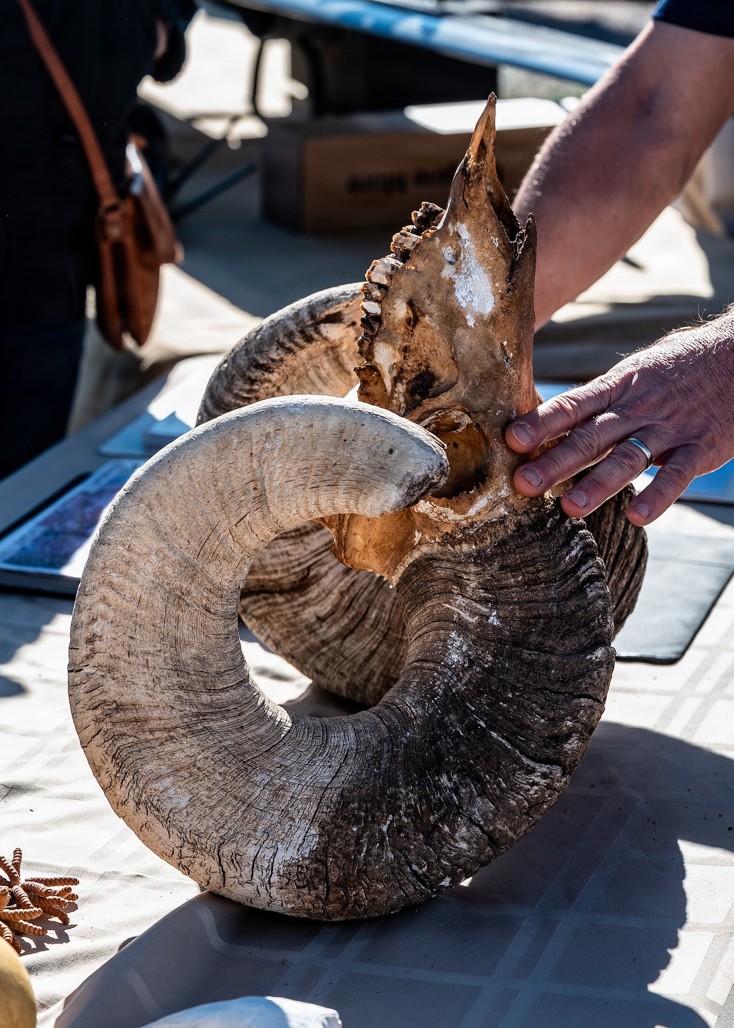 56th Fighter Wing honorary commanders observe a desert bighorn sheep skull and horns during an immersion event, Jan. 22, 2026, at Barry M. Goldwater Range, Arizona. The range management office manages the Barry M. Goldwater Range's natural resources to ensure military training remains compliant with federal environmental laws, preventing mission delays or land-use restrictions. Integrating civic leaders into these conservation efforts builds the mutual trust and community support necessary to sustain the 56th FW’s long-term access to critical training airspace. (U.S. Air Force photo by Airman 1st Class Belinda Guachun-Chichay)