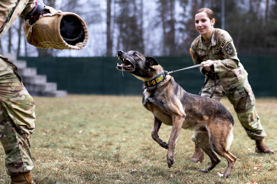 A woman wearing a camouflage military uniform holds the leash of a dog; the dog snarls and slobbers while rushing toward someone in similar clothing holding a protective arm sleeve.