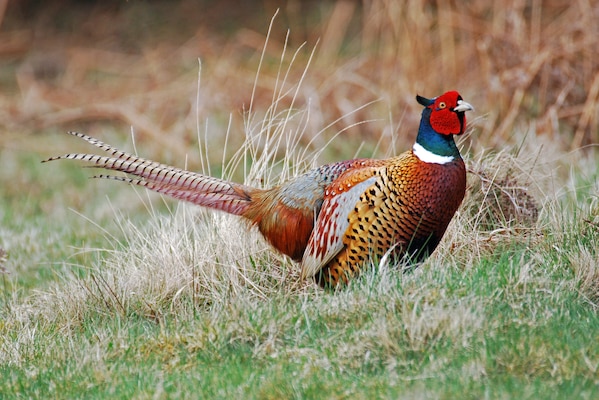 A bird with a green and red head and brown feathers stands in green grass.