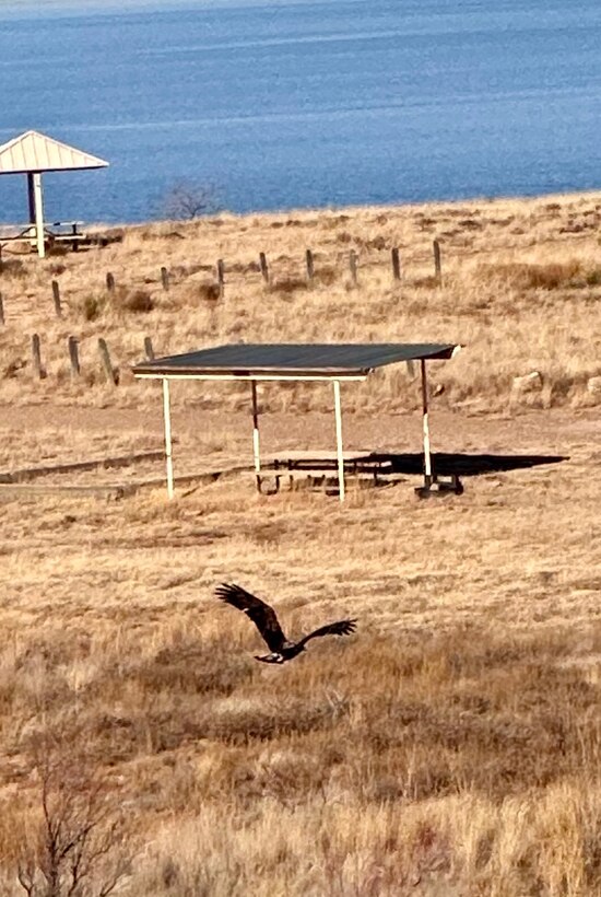 A golden eagle flies across the Conchas Lake Central Campground, Jan. 16, 2026. It was one of two eagles spotted during the midwinter eagle survey that day.