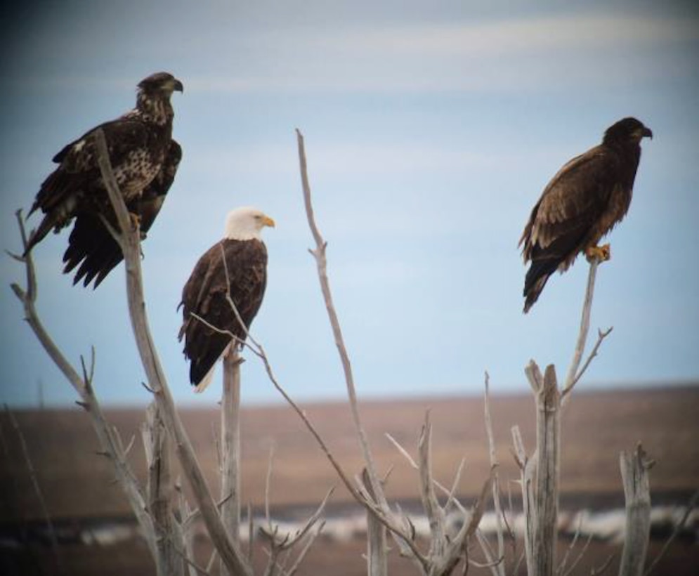 Two juvenile bald eagles with their mother at John Martin Reservoir, Jan. 14, 2026. The eagles were among the 25 eagles counted during the midwinter eagle survey.