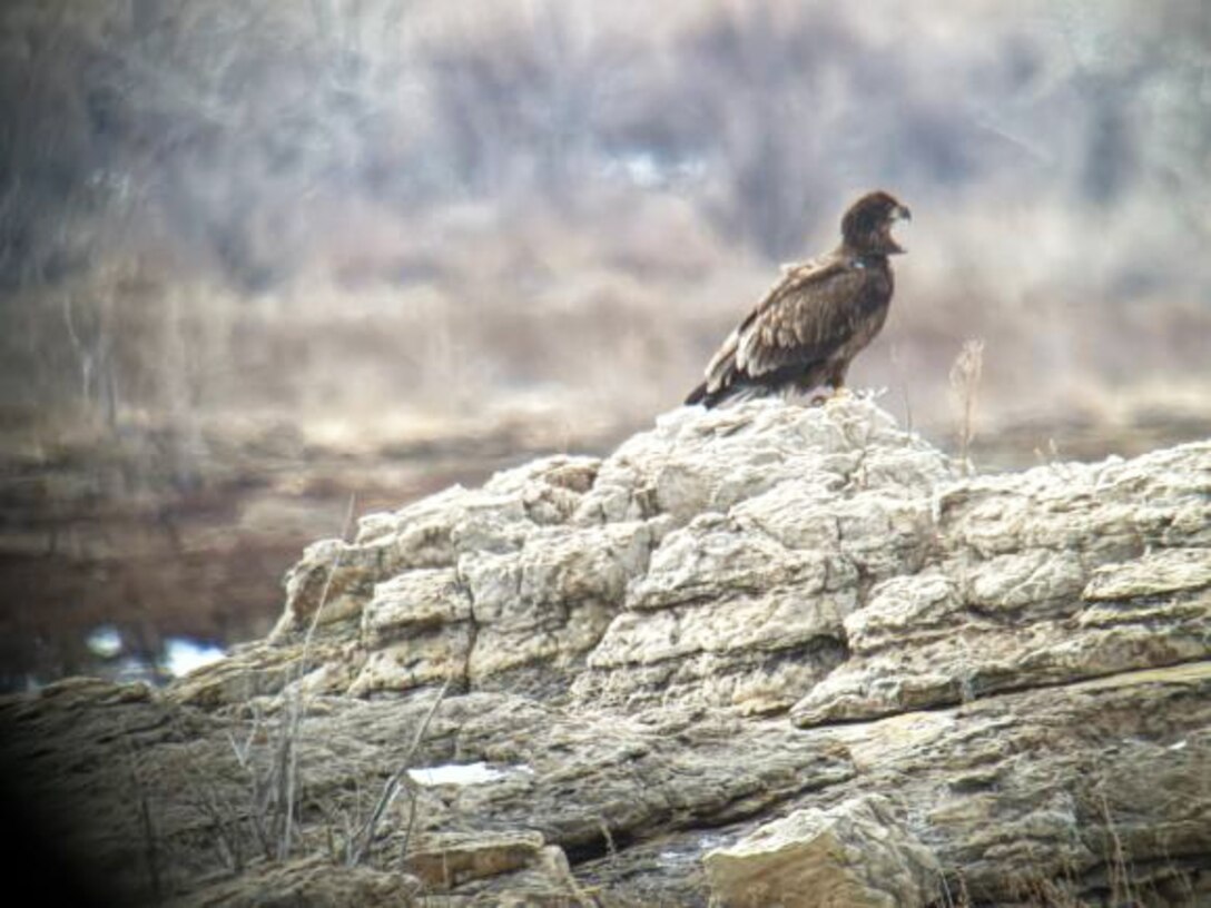 A juvenile eagle eyes some delicious looking waterfowl on John Martin Reservoir, Jan. 14, 2026. The eagle was one of the 25 eagles counted during the midwinter eagle survey.