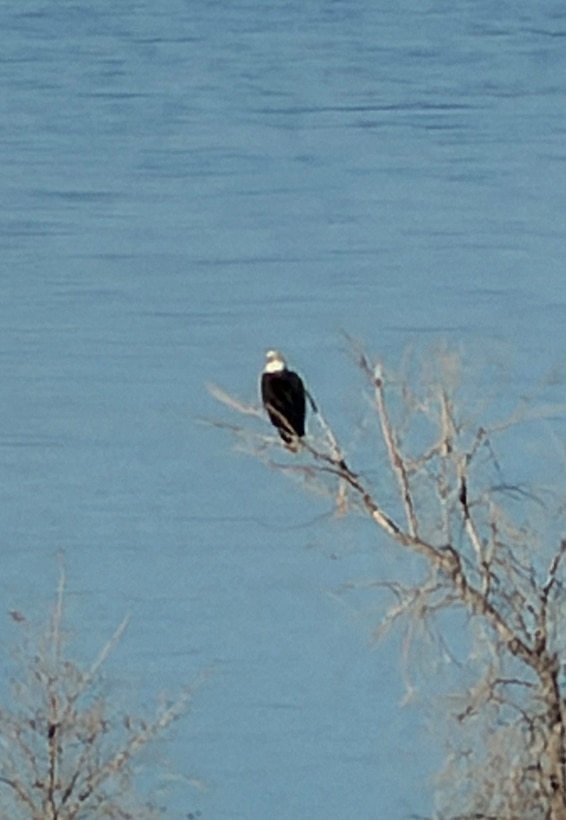 A bald eagle sits perched on the shoreline at the Conchas Lake Central Campground, Jan. 16, 2026. It was one of two eagles spotted during the midwinter eagle survey held that day at Conchas Lake, N.M.