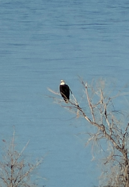 A bald eagle sits perched on the shoreline at the Conchas Lake Central Campground, Jan. 16, 2026. It was one of two eagles spotted during the midwinter eagle survey held that day at Conchas Lake, N.M.