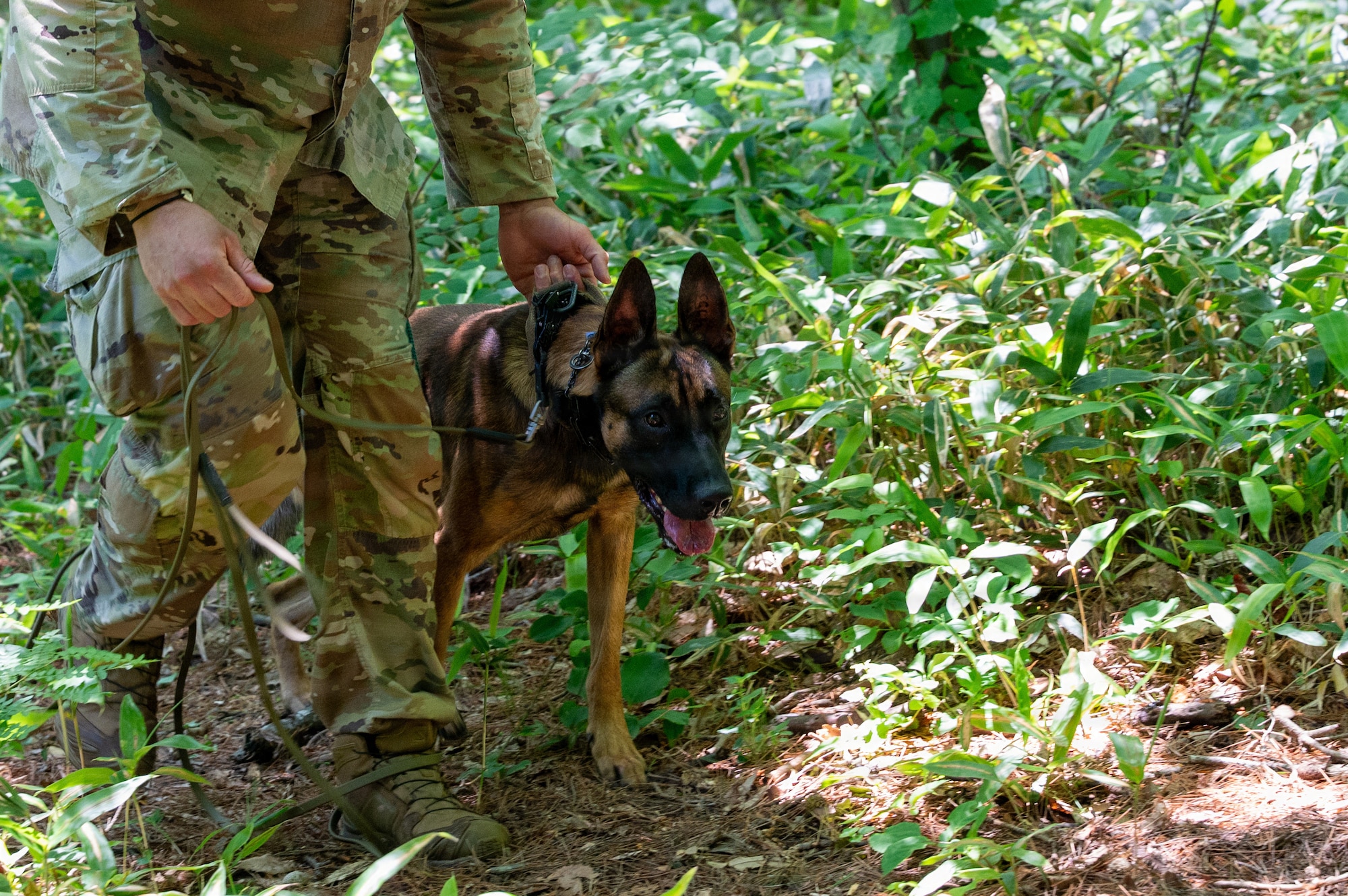 Bruno, 35th Security Forces Squadron military working dog (MWD), prepares to begin an explosives detection search during a training exercise at Misawa Air Base, Japan, June 24, 2026