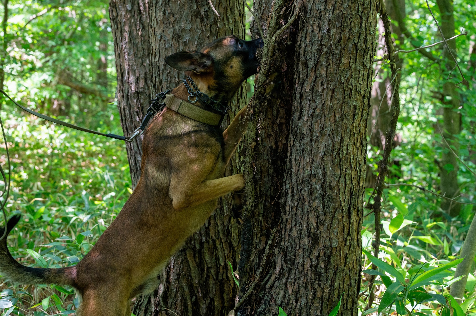 Caos, 35th Security Forces Squadron military working dog (MWD), alerts on a live explosive training aid concealed in a tree during a training exercise at Misawa Air Base, Japan, June 24, 2026