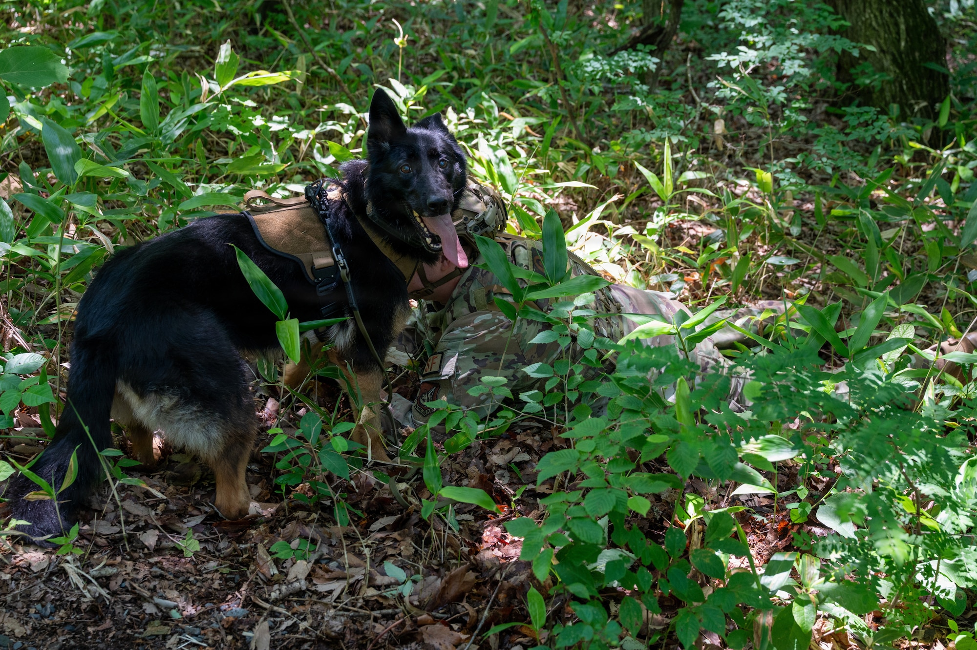 Cini, 35th Security Forces Squadron (SFS) military working dog (MWD), and U.S. Air Force Senior Airman Dalton Smith, 35th SFS MWD handler, work together during a training exercise at Misawa Air Base, Japan, June 24, 2026