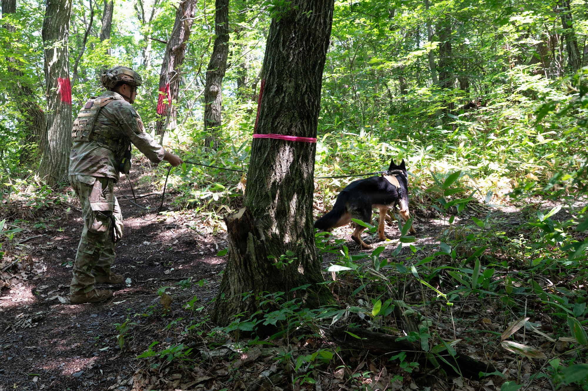 U.S. Air Force Senior Airman Dalton Smith, 35th Security Forces Squadron (SFS) military working dog (MWD) handler, and Cini, 35th SFS MWD, search for explosive odors during a training exercise at Misawa Air Base, Japan, June 24, 2026