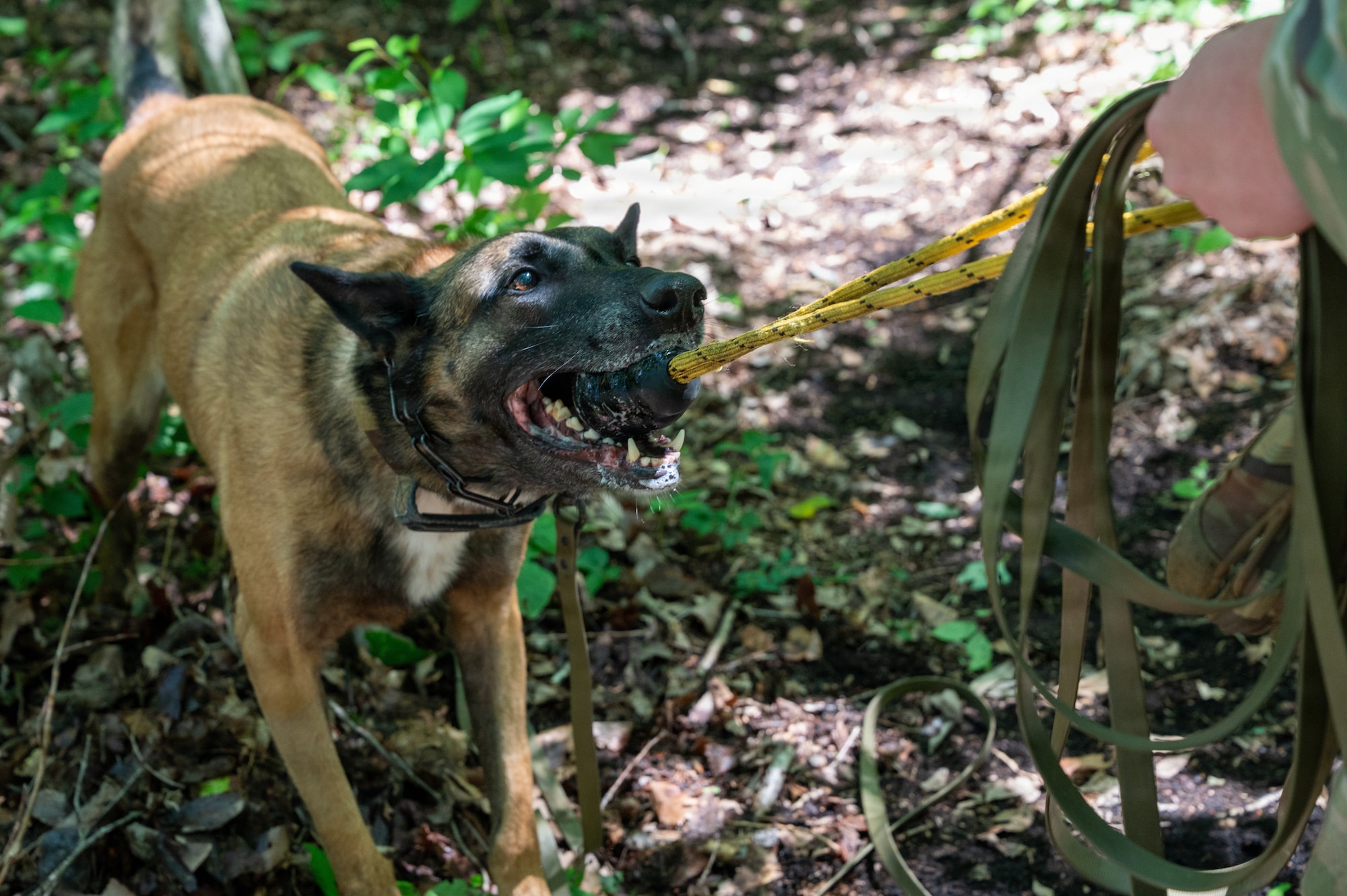 Clinton, 35th Security Forces Squadron military working dog (MWD), plays with a reward toy after successfully locating a live explosive training aid during a training exercise at Misawa Air Base, Japan, June 24, 2026