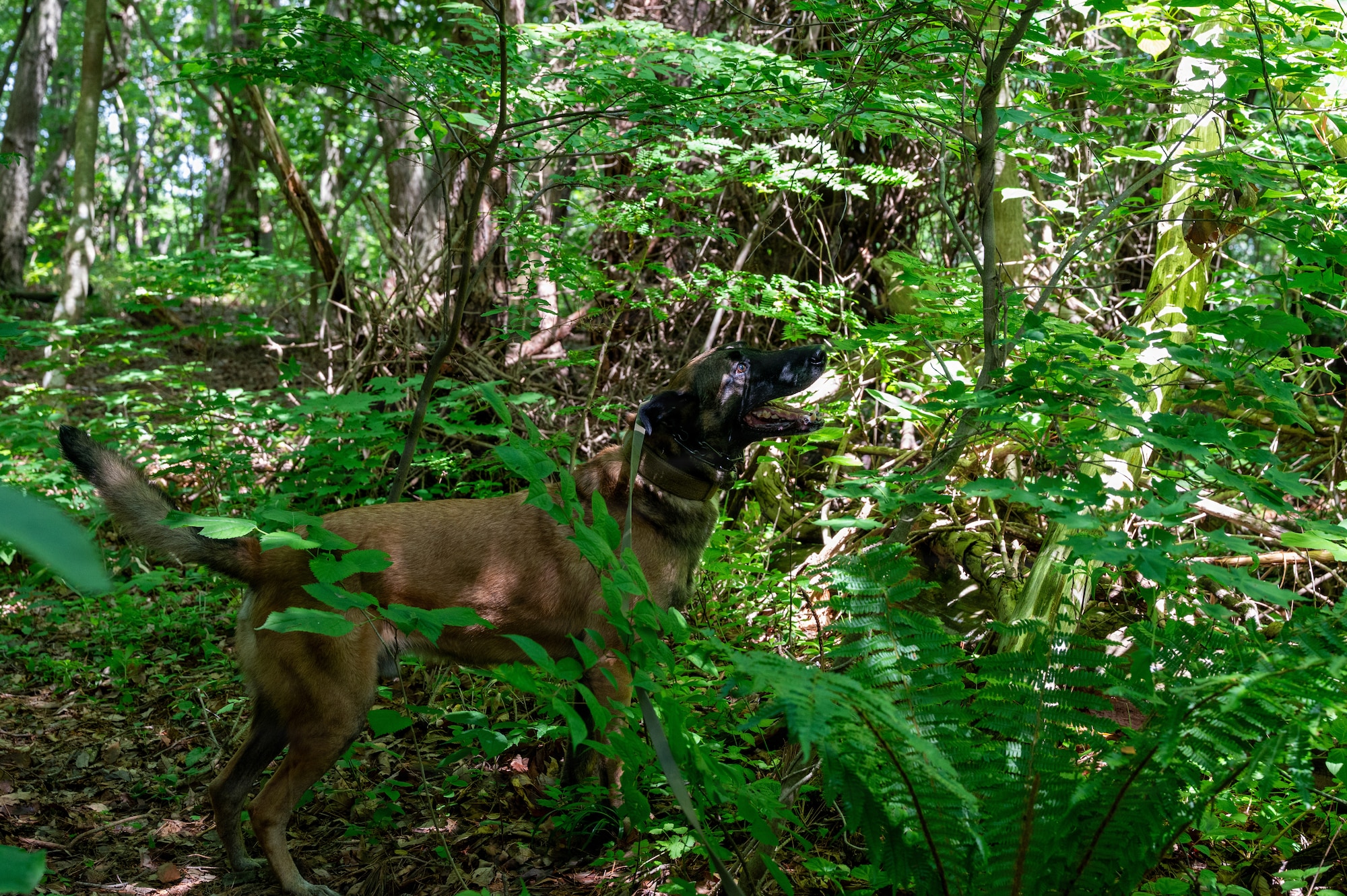 Clinton, 35th Security Forces Squadron military working dog (MWD), searches for explosive odors during a training exercise at Misawa Air Base, Japan, June 24, 2026