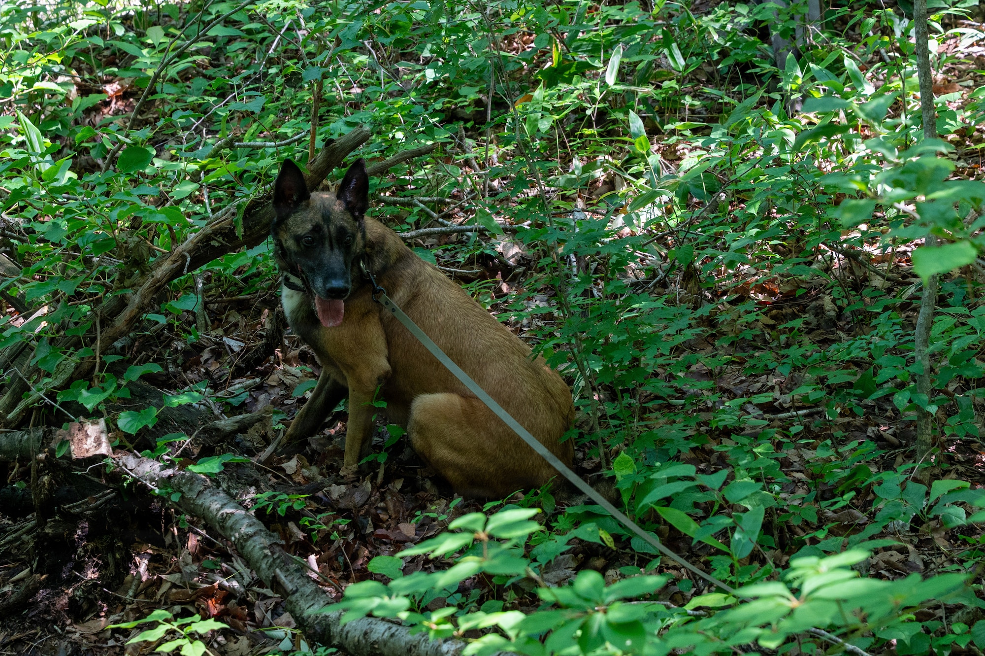Clinton, 35th Security Forces Squadron military working dog (MWD), alerts on a live explosive training aid during a training exercise at Misawa Air Base, Japan, June 24, 2026