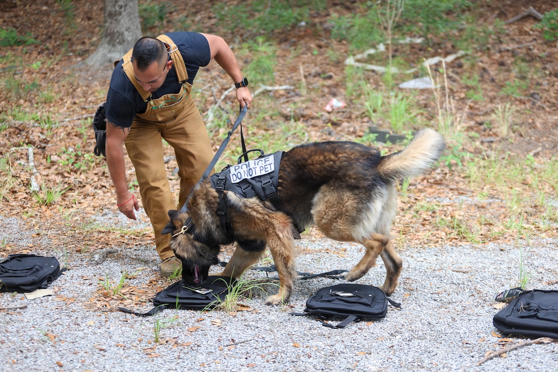 Officer Jose Espinosa, K-9 handler, Provost Marshals Office, Headquarters and Headquarters Squadron, Marine Corps Air Station Beaufort, conducts a vehicle search during an explosive detection test at MCAS Beaufort, South Carolina, June 16, 2026. PMO conducted an explosive detection test and bite test in order to train their K-9 unit. (U.S. Marine Corps photo by Lance Cpl. Julius Hackney)