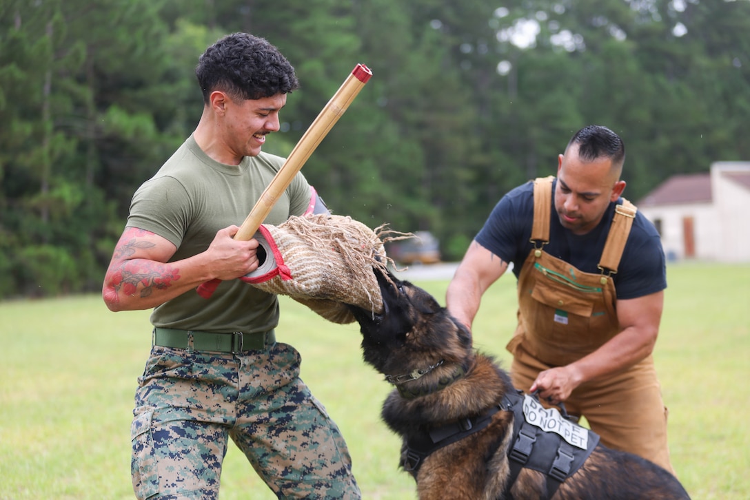 U.S. Marine Corps Cpl. Eric Carrillo, military working dog handler, Provost Marshals Office, Headquarters and Headquarters Squadron, Marine Corps Air Station Beaufort, left, conducts a bite test at MCAS Beaufort, South Carolina, June 16, 2026. PMO conducted an explosive detection test and bite test in order to train their K-9 unit. (U.S. Marine Corps photo by Lance Cpl. Julius Hackney)