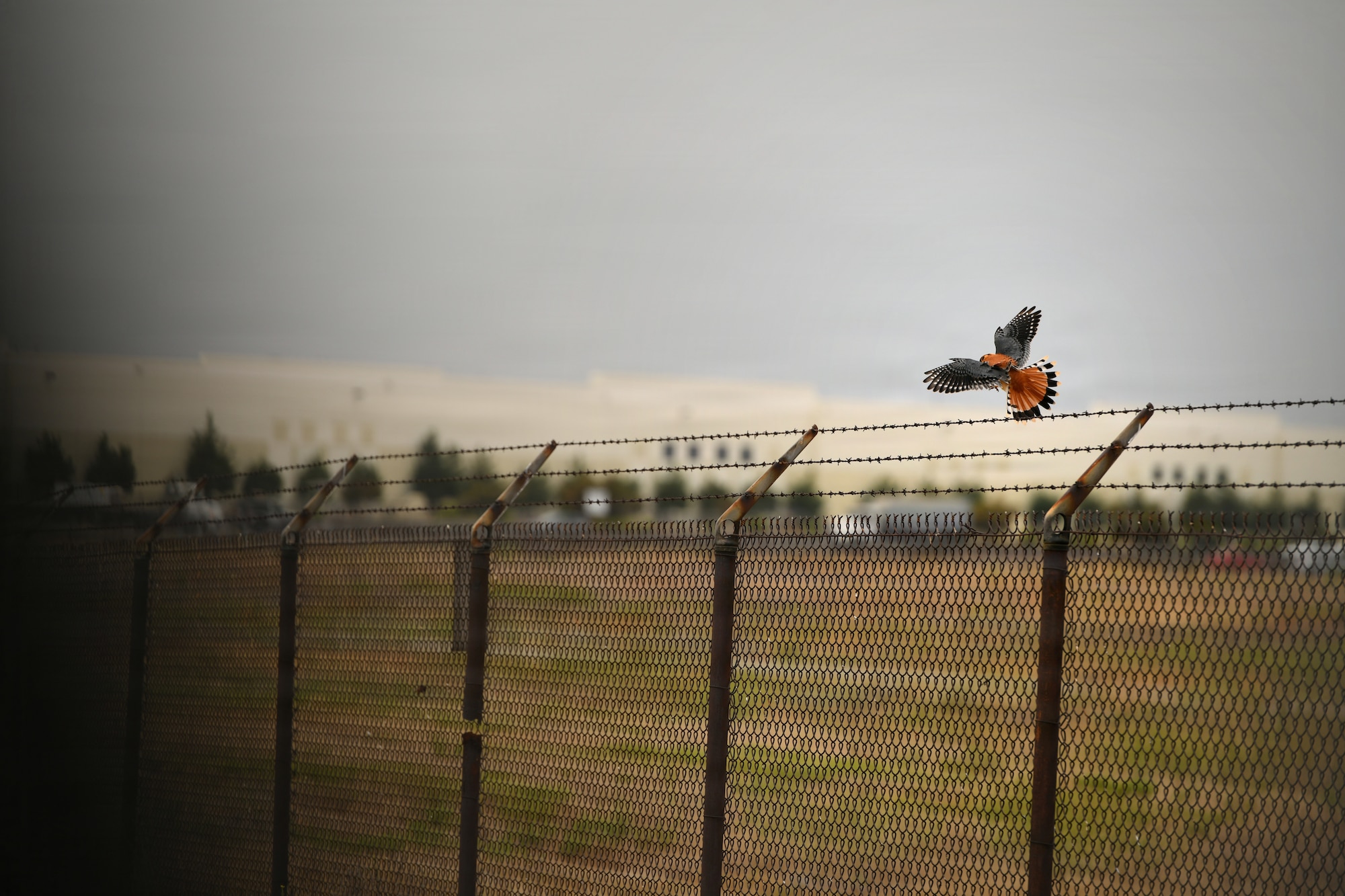 BASH, flightline, bird, USDA
