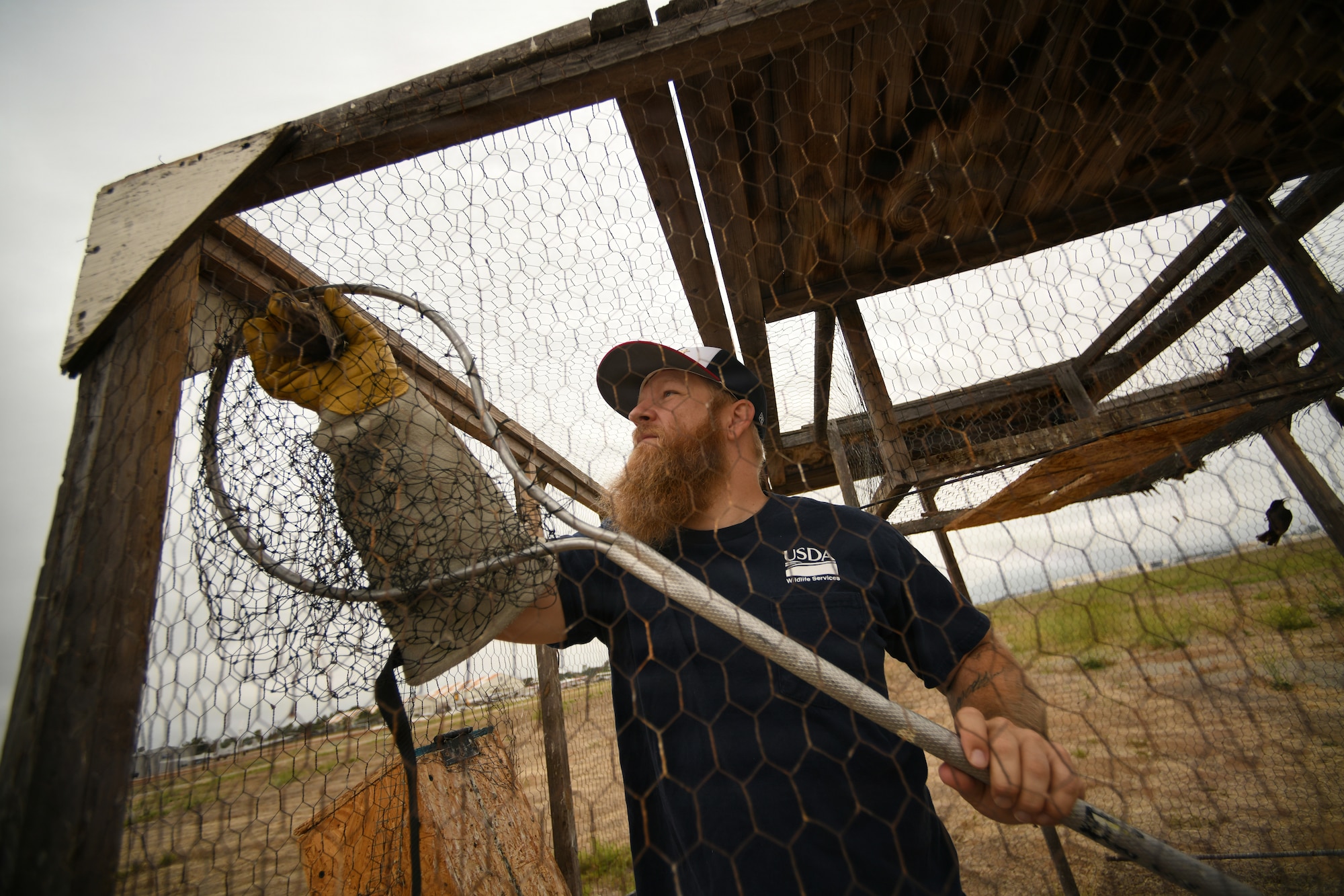 BASH, flightline, bird, USDA