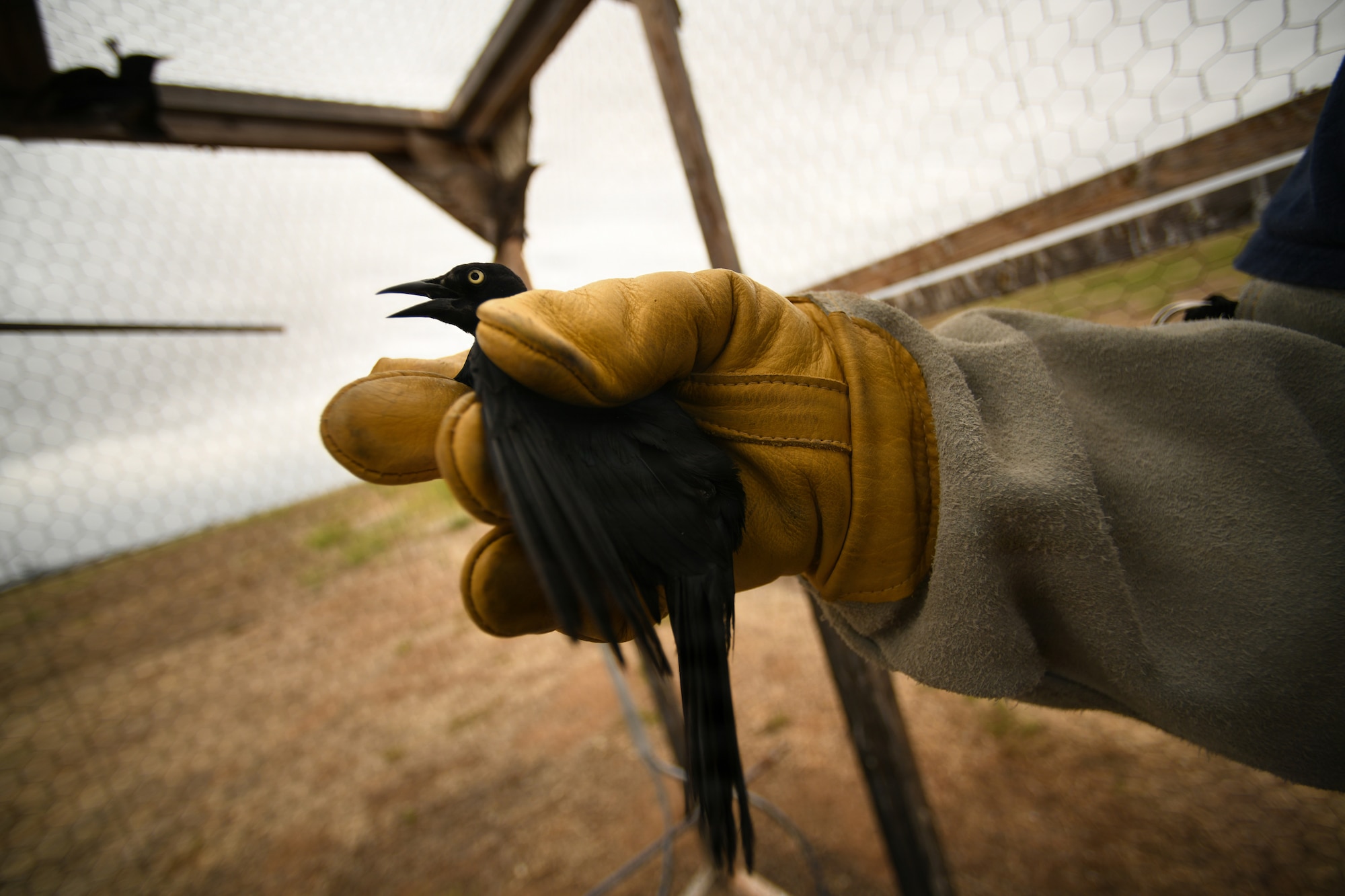BASH, flightline, bird, USDA