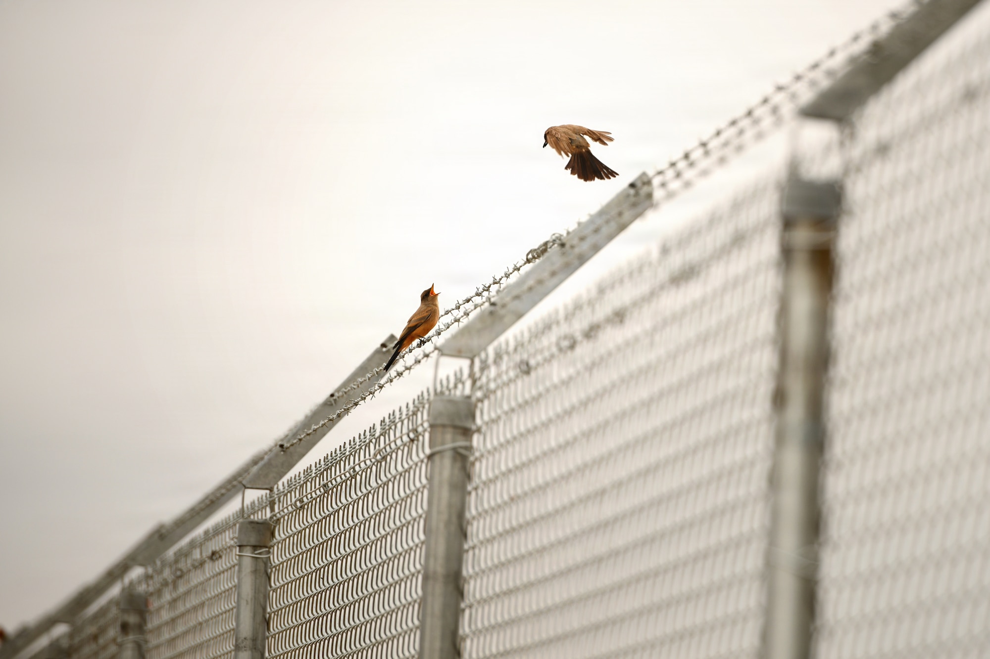 BASH, flightline, bird, USDA