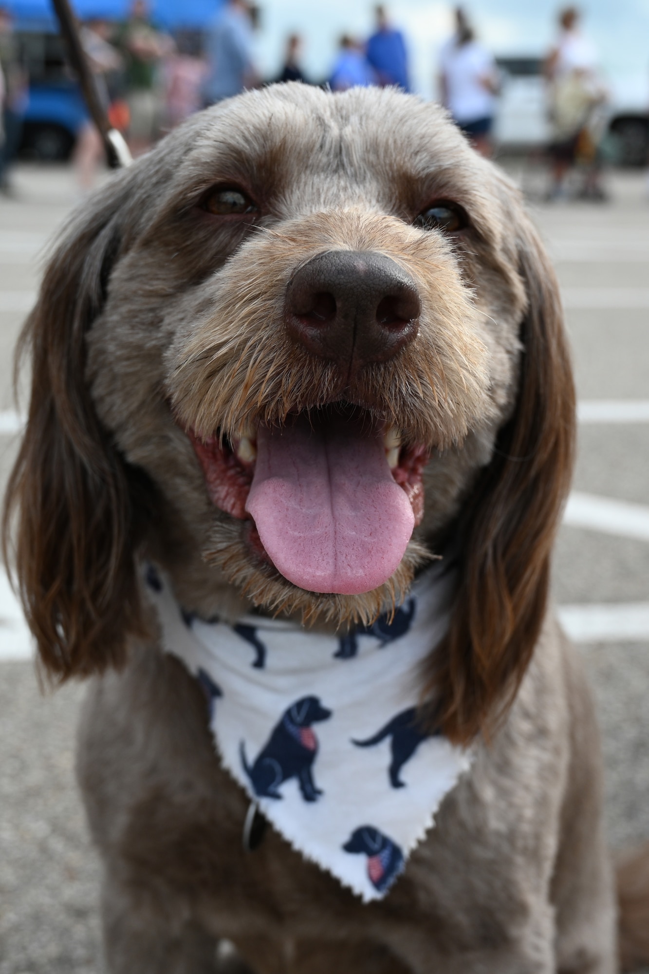 A cute dog with a scarf around it's neck with dogs on it, sits on the ground in front of the museum