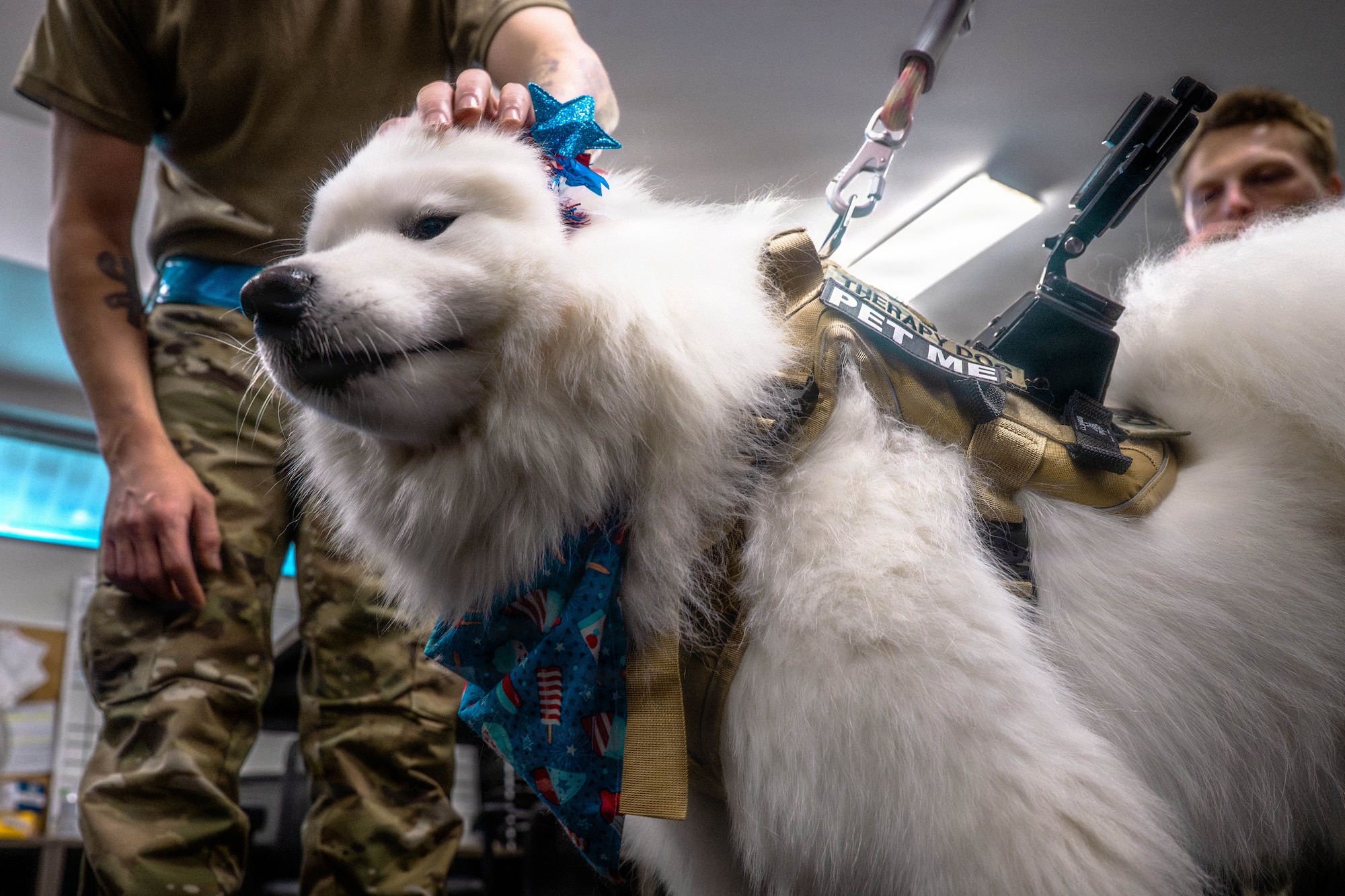 A photo of an Airman petting a therapy dog.