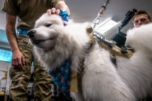 A photo of an Airman petting a therapy dog.