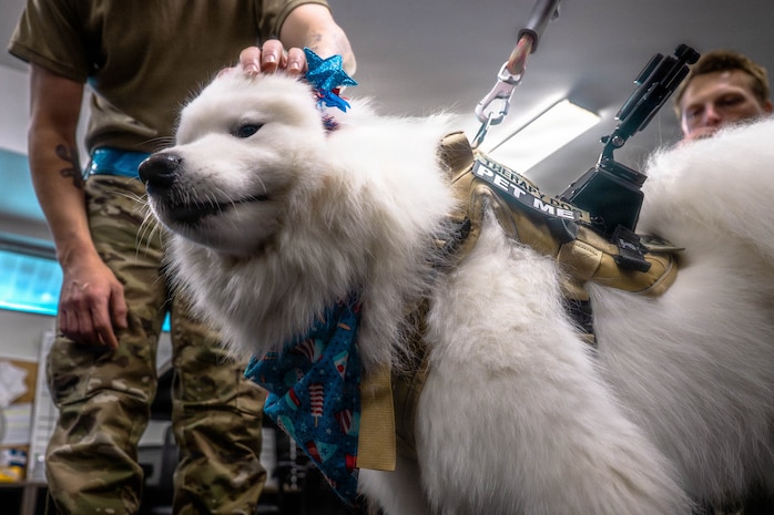 A photo of an Airman petting a therapy dog.