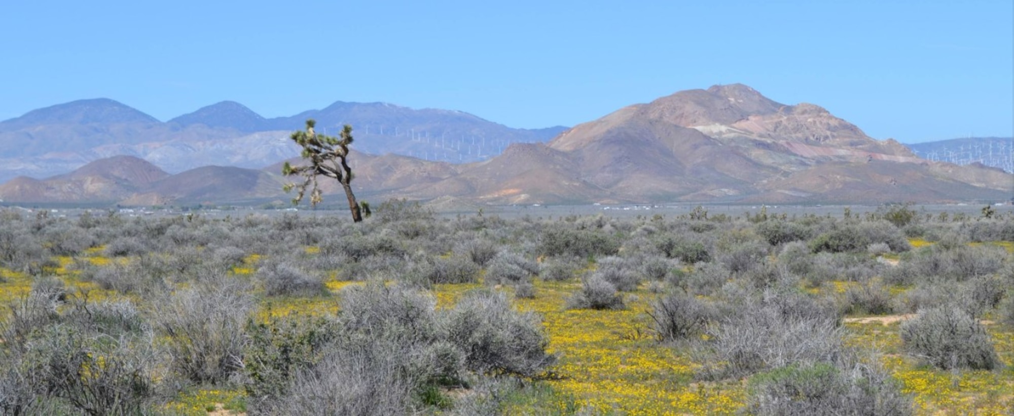 The Joshua tree is familiar vegetation at Edwards Air Force Base, California. It was once described as "the patriarch of the Mojave." (Courtesy photo)