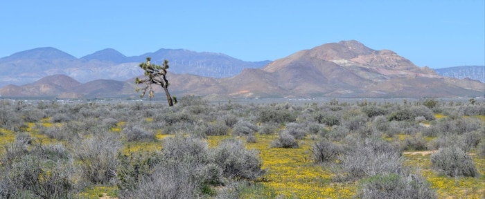 The Joshua tree is familiar vegetation at Edwards Air Force Base, California. It was once described as "the patriarch of the Mojave." (Courtesy photo)