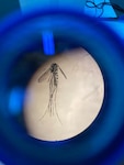 BIZERTE, Tunisia (July 13, 2026) An Aedes albopictus mosquito, commonly known as the Asian tiger mosquito. The species was the focus of a recent manuscript published by Medical and Veterinary Entomology journal. The article reported the surveillance study conducted by Naval Medical Research Unit (NAMRU) EURAFCENT to better understand its distribution and potential impact on force health protection in operational environments. NAMRU EURAFCENT, part of Navy Medicine Research & Development, conducts research, surveillance and studies of vaccines, therapeutic agents, diagnostic assays and vector control measures in the EUCOM, AFRICOM and CENTCOM Areas of Responsibility to better prevent and treat infectious diseases in support of Navy, Marine Corps and joint U.S. warfighter health, readiness and lethality. (U.S. Navy photo by Aicha Waja /Released)