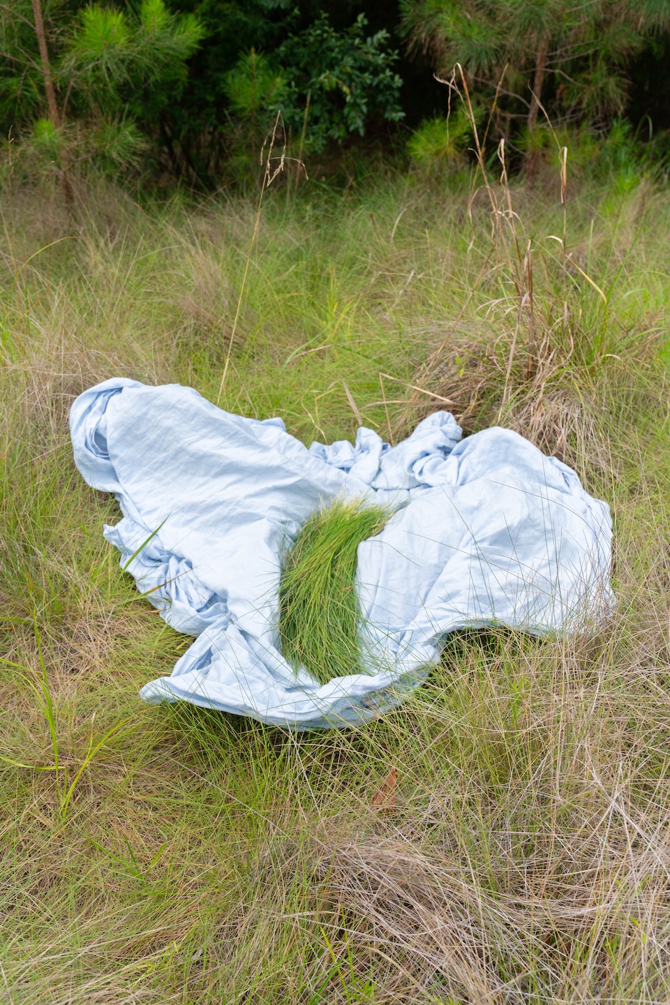 A blanket in a field holds a mass of freshly picked sweetgrass