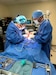 Emergency splenectomy on a privately owned dog