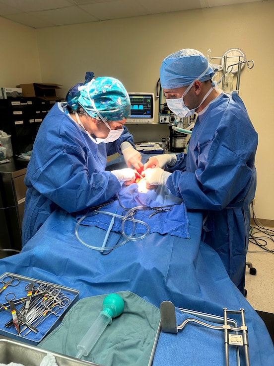 Emergency splenectomy on a privately owned dog