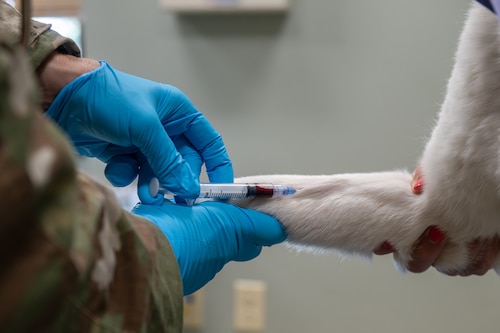 A person in a military uniform, wearing blue gloves, is drawing the blood of a white dog.