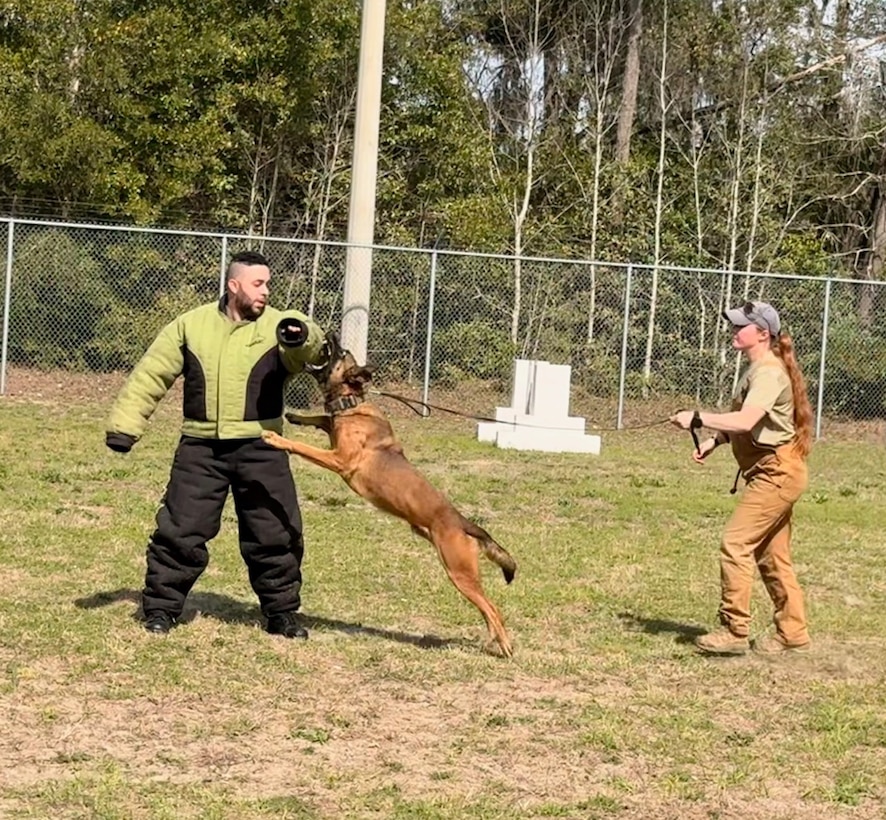 Giovanni Morales, business support branch chief for the Business Support Branch, Defense Logistics Agency Troop Support, and a Department of War Executive Leadership Development Program participant, wears a protective suit as a military working dog bites his arm during a capabilities demonstration. The demonstration was part of a series of site visits where civilian leaders experienced specialized military operations and training environments. The ELDP prepares high-performing defense civilians for future executive leadership positions across the Department of War.