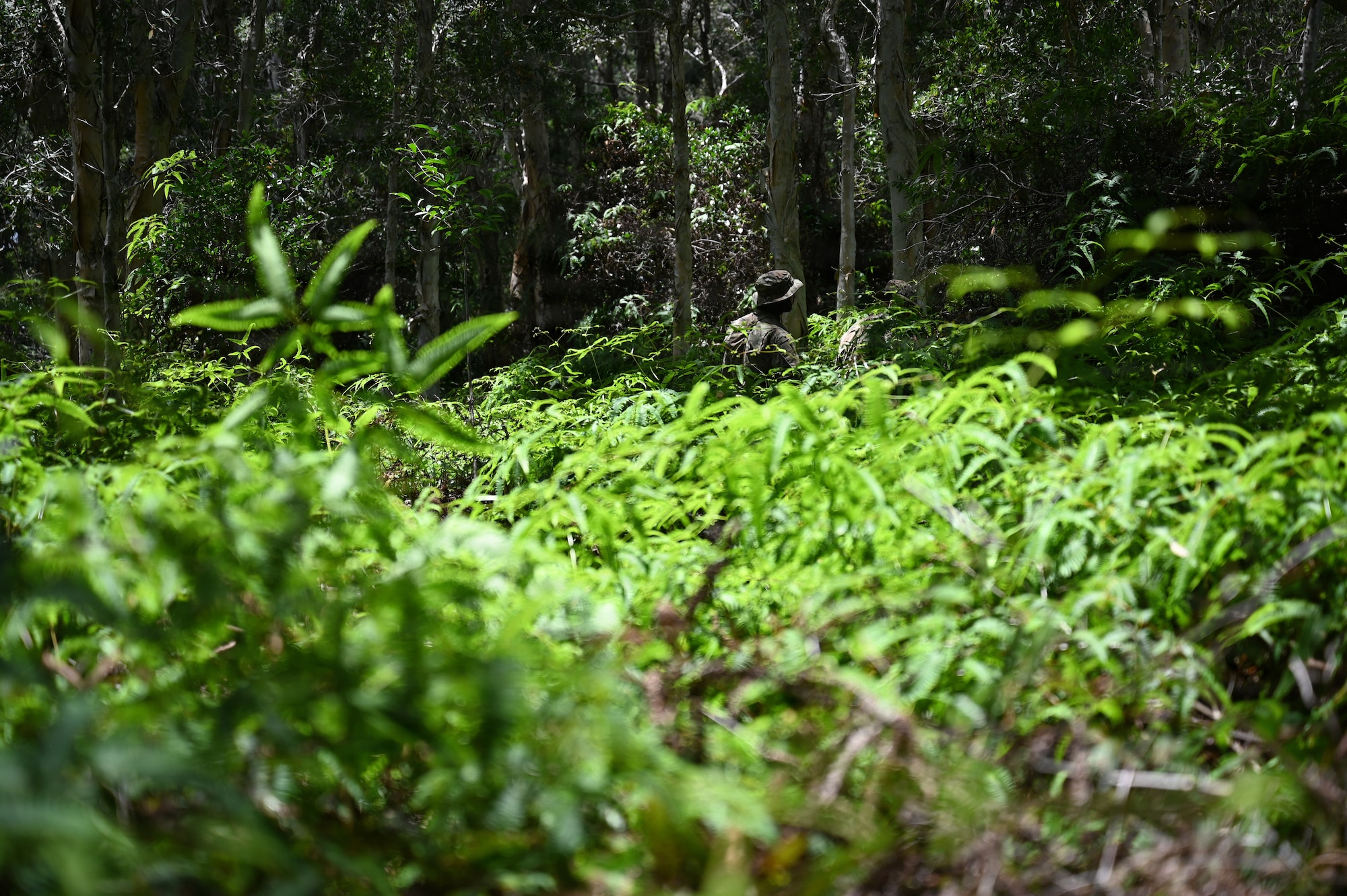 A Security Forces Airman assigned to the Ohio Air National Guard's 178th Security Forces Squadron hikes through the jungle terrain during annual training at Schofield Barracks, Hawaii, July 13, 2026. The training challenges Airmen to strengthen tactical proficiency, teamwork and expeditionary readiness while operating in unfamiliar terrain and austere conditions. (U.S. Air National Guard photo by Tech. Sgt. Tiffany Scofield)