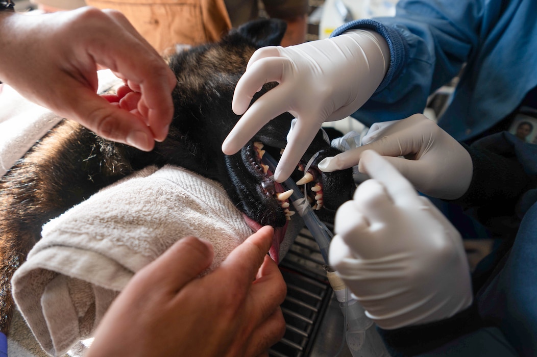 U.S. Air Force Senior Airman Kiara Dixon, 52nd Operational Medical Readiness Squadron dental technician, right, performs a dental cleaning on Eva, a military working dog assigned to the 52nd Security Forces during a routine preventive care procedure at Spangdahlem Air Base, Germany, July 14, 2026. Routine dental care helps maintain oral health and ensures military working dogs remain ready to conduct explosive detection and patrol operations. (U.S. Air Force photo by Airman 1st Class Kacie Ramos)