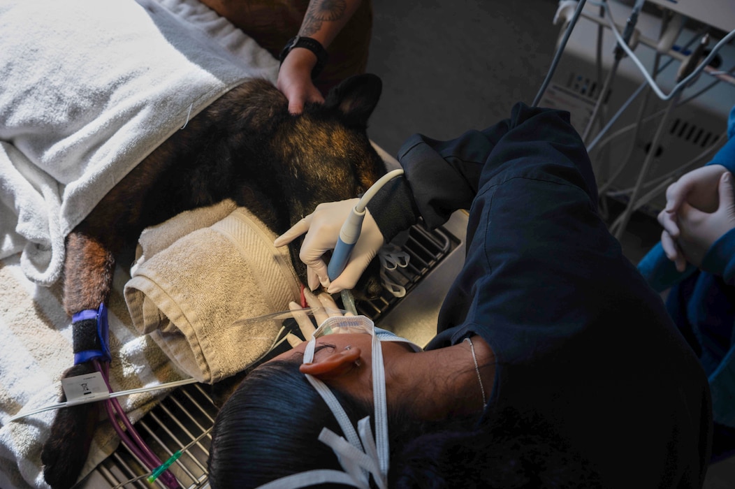 U.S. Air Force Senior Airman Kiara Dixon, 52nd Operational Medical Readiness Squadron dental technician, performs dental work on Eva, a military working dog assigned to the 52nd Security Forces during a routine check-up at Spangdahlem Air Base, Germany, July 14, 2026. Annual dental examinations help identify oral disease before it affects a military working dog’s health and ability to support the 52nd Fighter Wing’s force protection mission. (U.S. Air Force photo by Airman 1st Class Kacie Ramos)