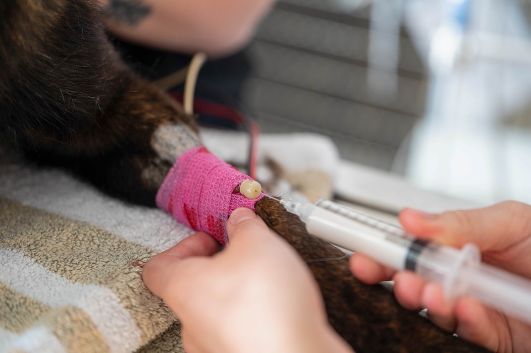 U.S. Army Sgt. Aleqs H. Gibson, Veterinary Readiness Activity, Rheinland-Pfalz, Spangdahlem Veterinary Treatment Facility veterinary technician, administers intravenous fluids to Eva, a military working dog assigned to the 52nd Security Forces during a routine dental procedure at Spangdahlem Air Base, Germany, July 14, 2026. Intravenous access allows veterinary teams to administer fluids and medications while monitoring military working dogs under anesthesia. (U.S. Air Force photo by Airman 1st Class Kacie Ramos)