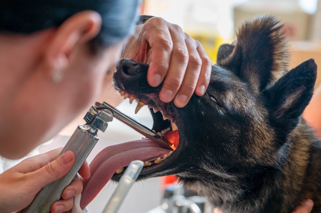 U.S. Army Capt. Javier Pino, doctor of veterinary medicine, Veterinary Readiness Activity Rheinland-Pfalz, Spangdahlem Veterinary Treatment Facility, places an oral catheter into Eva, a military working dog assigned to the 52nd Security Forces teeth during a routine dental procedure at Spangdahlem Air Base, Germany, July 14, 2026. U.S. Army veterinarians from the Spangdahlem Veterinary Treatment Facility and U.S. Air Force dental technicians from the 52nd Medical Group work side-by-side to provide routine dental care, helping ensure the 52nd Security Forces Squadron MWD’s remain healthy and ready. (U.S. Air Force photo by Airman 1st Class Kacie Ramos)