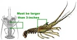 This is an infographic describing Florida Fish and Wildlife Conservation Commission's requirements to keep a lobster during the mini season, July 23, 2026, Miami, Florida. The Coast Guard and FWC are ramping up safety inspections and fishery boardings during the 2026 Lobster Mini Season, July 29- 30, along the Florida coast. (Courtesy Graphic)