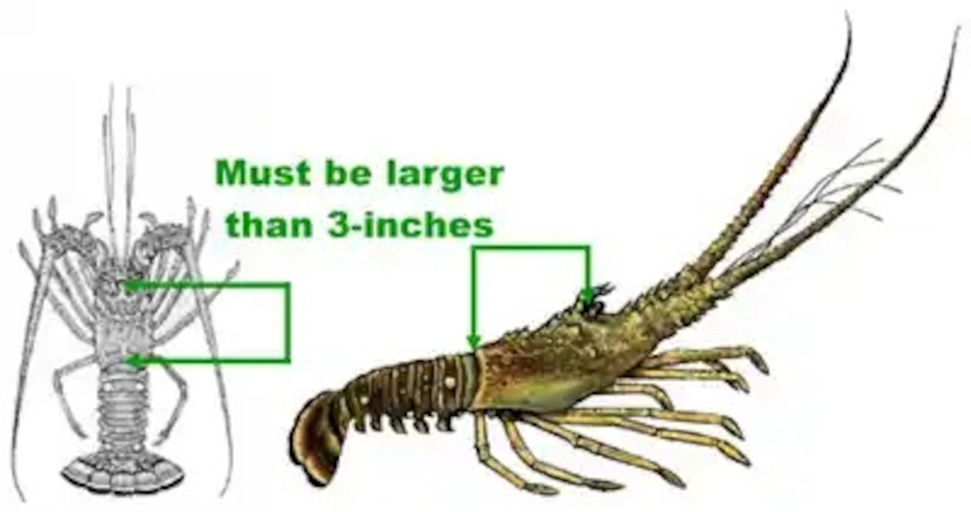 This is an infographic describing Florida Fish and Wildlife Conservation Commission's requirements to keep a lobster during the mini season, July 23, 2026, Miami, Florida. The Coast Guard and FWC are ramping up safety inspections and fishery boardings during the 2026 Lobster Mini Season, July 29- 30, along the Florida coast. (Courtesy Graphic)